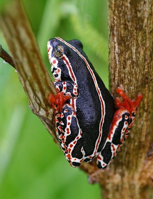 Photo:  reed frog